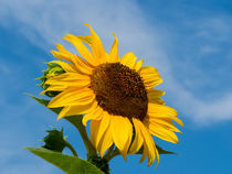 Sonnenblume von Sabine Seiter