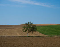 Landschaft mit Baum by Sabine Seiter