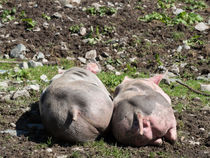 Sonnenbad Schweinchen von Sabine Seiter