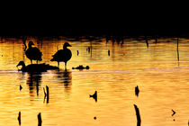 Golden Lake and Black Duck by Ralf Ahsbahs