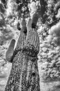 Goldfield Saguaro 3 by Elisabeth  Lucas