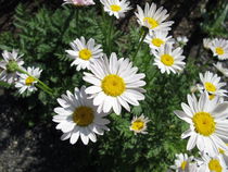 Blühende weiße Wucherblume im Garten by Heike Rau
