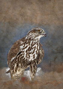 Falcon by Carlos Enrique Duka
