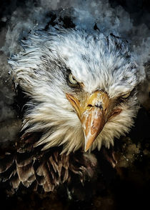 Eagle head von Carlos Enrique Duka