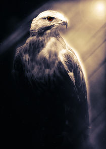 Eagle von Carlos Enrique Duka
