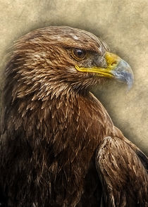 Eagle by Carlos Enrique Duka