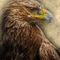 Displate-star-eagle