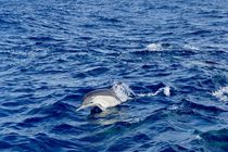 Delfine auf São Miguel  von André Winkler