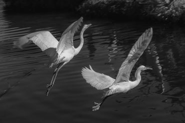 Egret-ballet