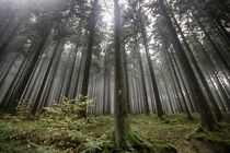 Der Wald von freakarellasfotografie