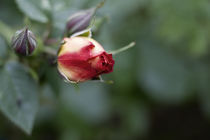 Zartes Erblühen von freakarellasfotografie