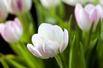 Tulpen von freakarellasfotografie