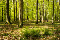 Frühlingswald von Armin Redöhl