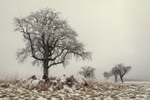 Baum im Nebel mit Raureif bei Stockach im Hegau von Christine Horn