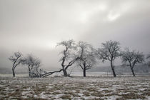 Obstbäume im Winter mit Raureif bei Stockach im Hegau von Christine Horn