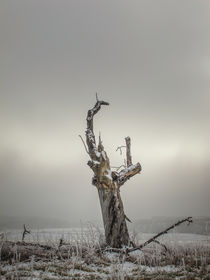 Abgestorbener Baum im Nebel bei Stockach im Hegau von Christine Horn