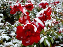 Red roses covered by snow and rime by ambasador