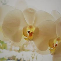 Orchidee am Winterfenster von Renate Dienersberger