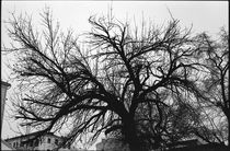 Creepy tree von Denis Borodin