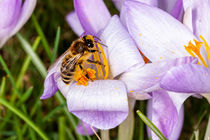 Biene auf einer Krokusblüte by Mario Hommes