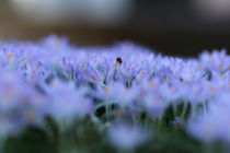 Biene mit Krokusblüten by Mario Hommes
