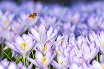 Biene mit Krokusblüten von Mario Hommes