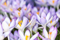 Biene mit Krokusblüten by Mario Hommes