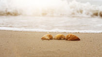 Muscheln am Strand von ollipic