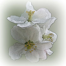 three white flowers by feiermar
