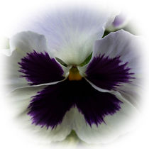 Purple and white pansy by feiermar
