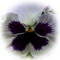 Png-purple-and-white-pansy