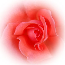 pink coral rose by feiermar