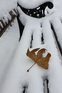 oak leaf on new snow by feiermar