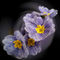 Png-primrose-flowers-bun