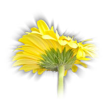 yellow gerbera daisy by feiermar