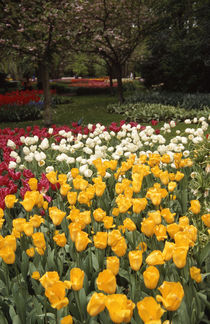 Keukenhof spring tulips by Kamala Bright