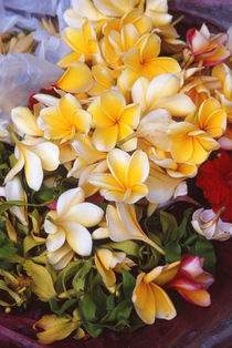 Sweet scent frangipani von Kamala Bright