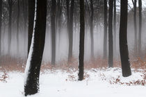 Nebel im Winterwald von Thomas Schulz