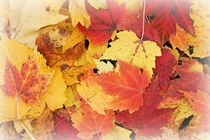 Autumn leaves von Kamala Bright