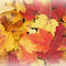 Fall-leaves-b