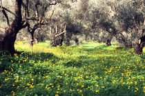 Olive grove Greece von Kamala Bright