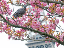 Pigeon and cherry blossoms von Kamala Bright