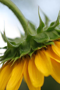 Sunflower von Kamala Bright