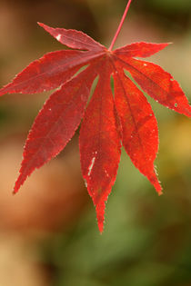 Red leaf von Kamala Bright