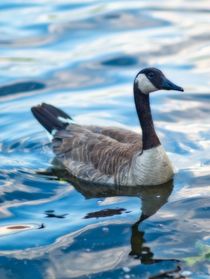 Canada goose on Tegeler See in Berlin von Henry Selchow