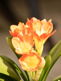 Enigmatic clivia by Henry Selchow