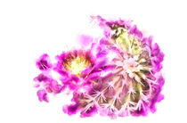 Lovely Pink Cactus Flower von Elisabeth  Lucas