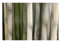 Bamboos von François Berthillier
