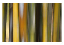 Blurred Bamboos by François Berthillier