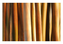 Bamboos by François Berthillier